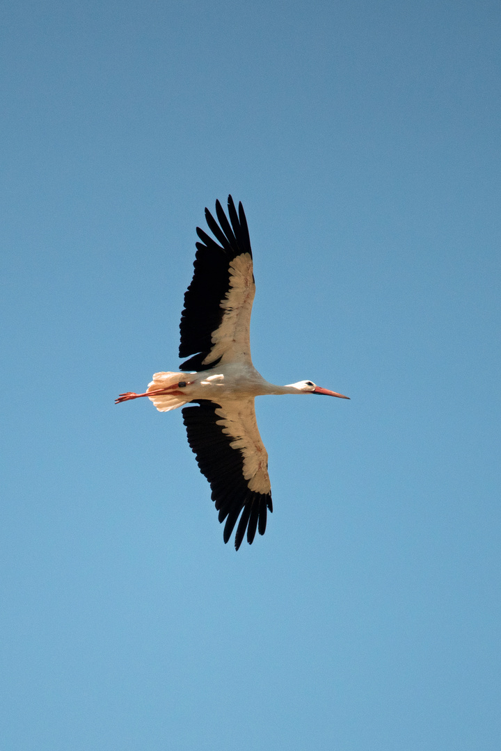 Storch / Soloflug