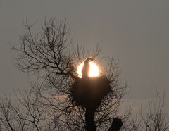 Storch - Sonne - Nest