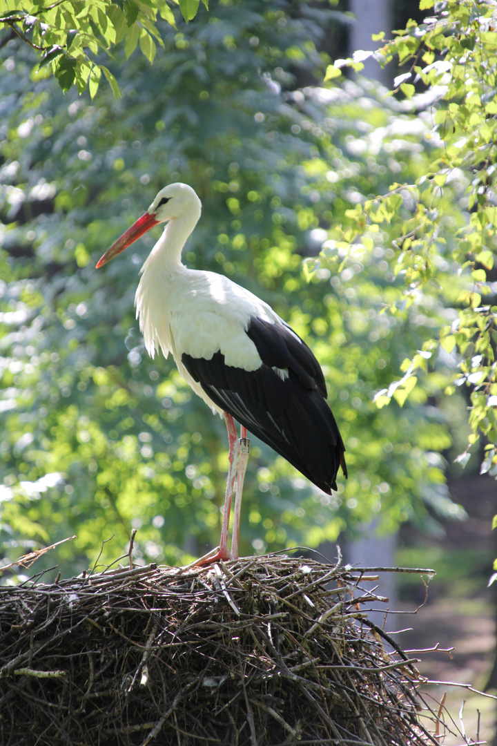 Storch, sonst nix