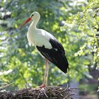 Storch, sonst nix