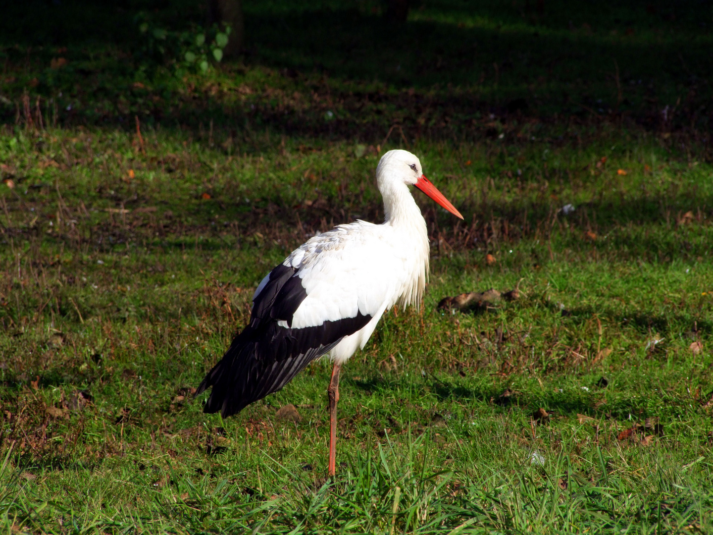 Storch spaziergang