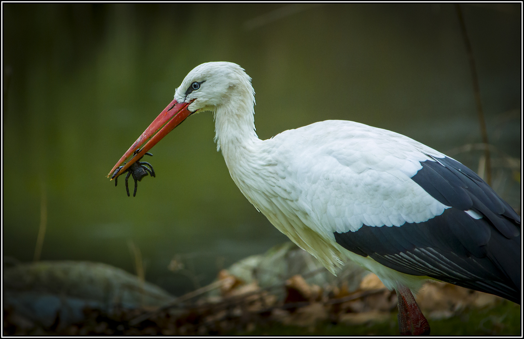 Storch spielt mit Spinne