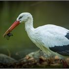 Storch spielt mit Spinne