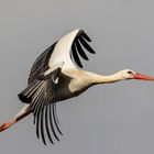 Storch Stefan fliegt wieder