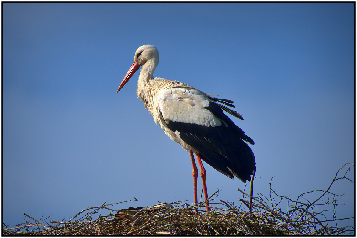 Storch steht rum