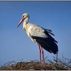 Storch steht rum