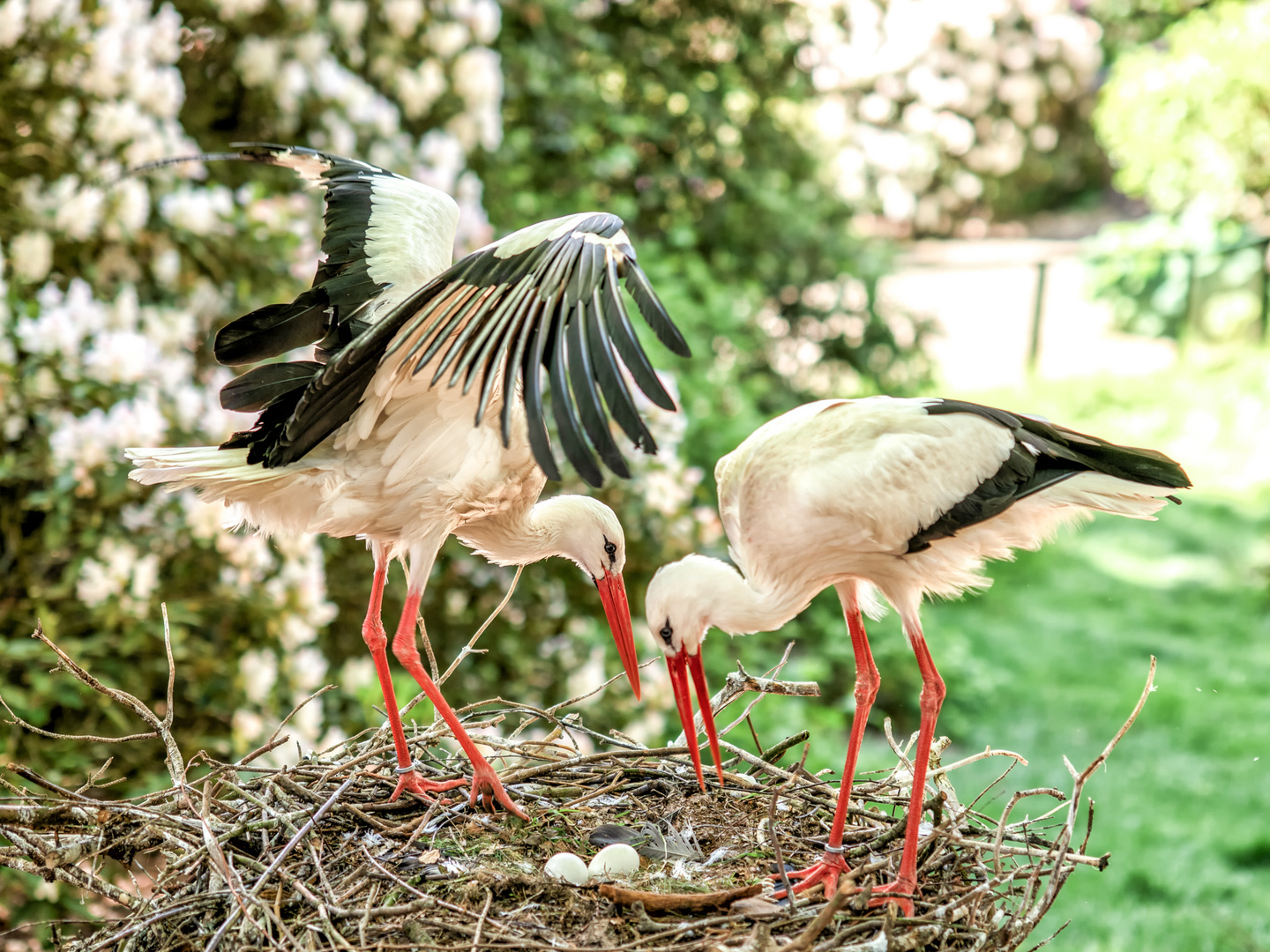 Storch / Störche mit Nachwuchs