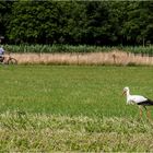 Storch stolziert stolz ....