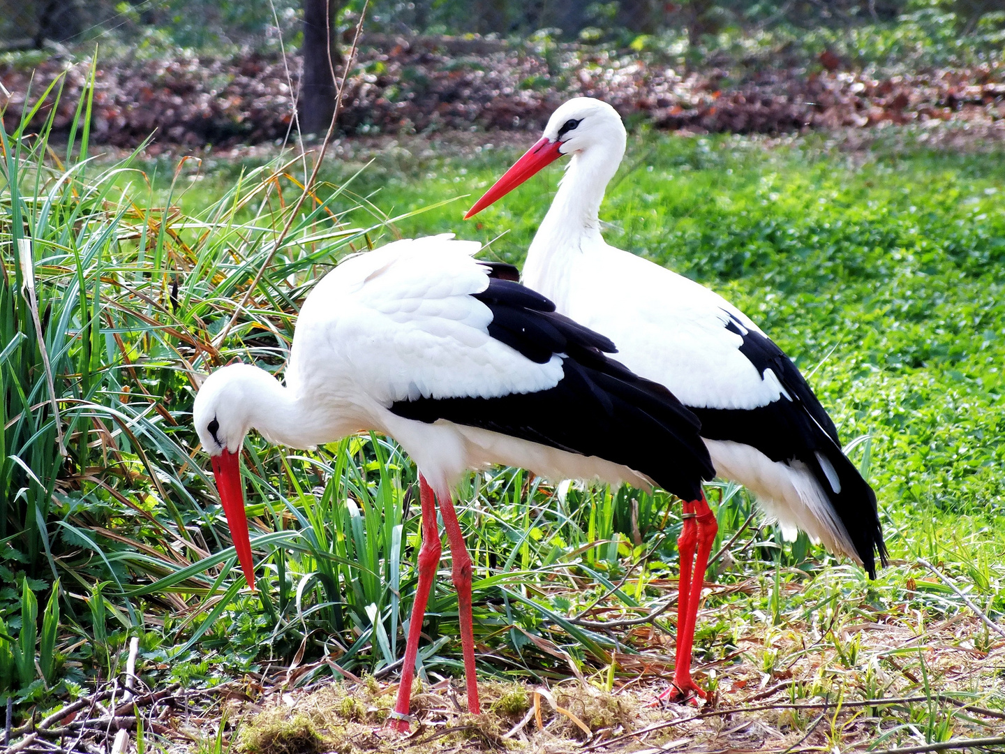 Storch Storch mein Bester....