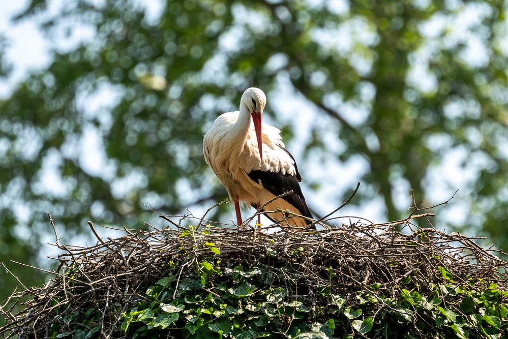 Storch / Stork