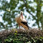Storch / Stork