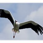 Storch-Studie (2)