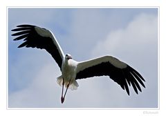 Storch-Studie (2)