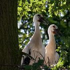 Storch-Studie (3)