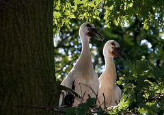 Storch-Studie (3)