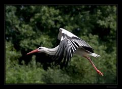 Storch-Studie