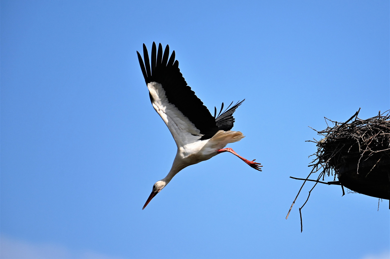 Storch Sturzflug