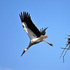 Storch Sturzflug