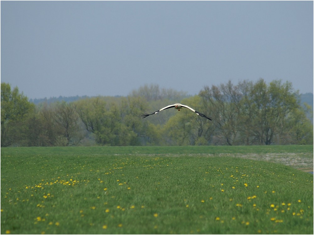 Storch sucht Blumen