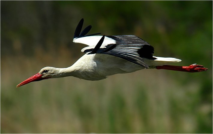 Storch (Südfrankreich)