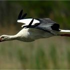 Storch (Südfrankreich)