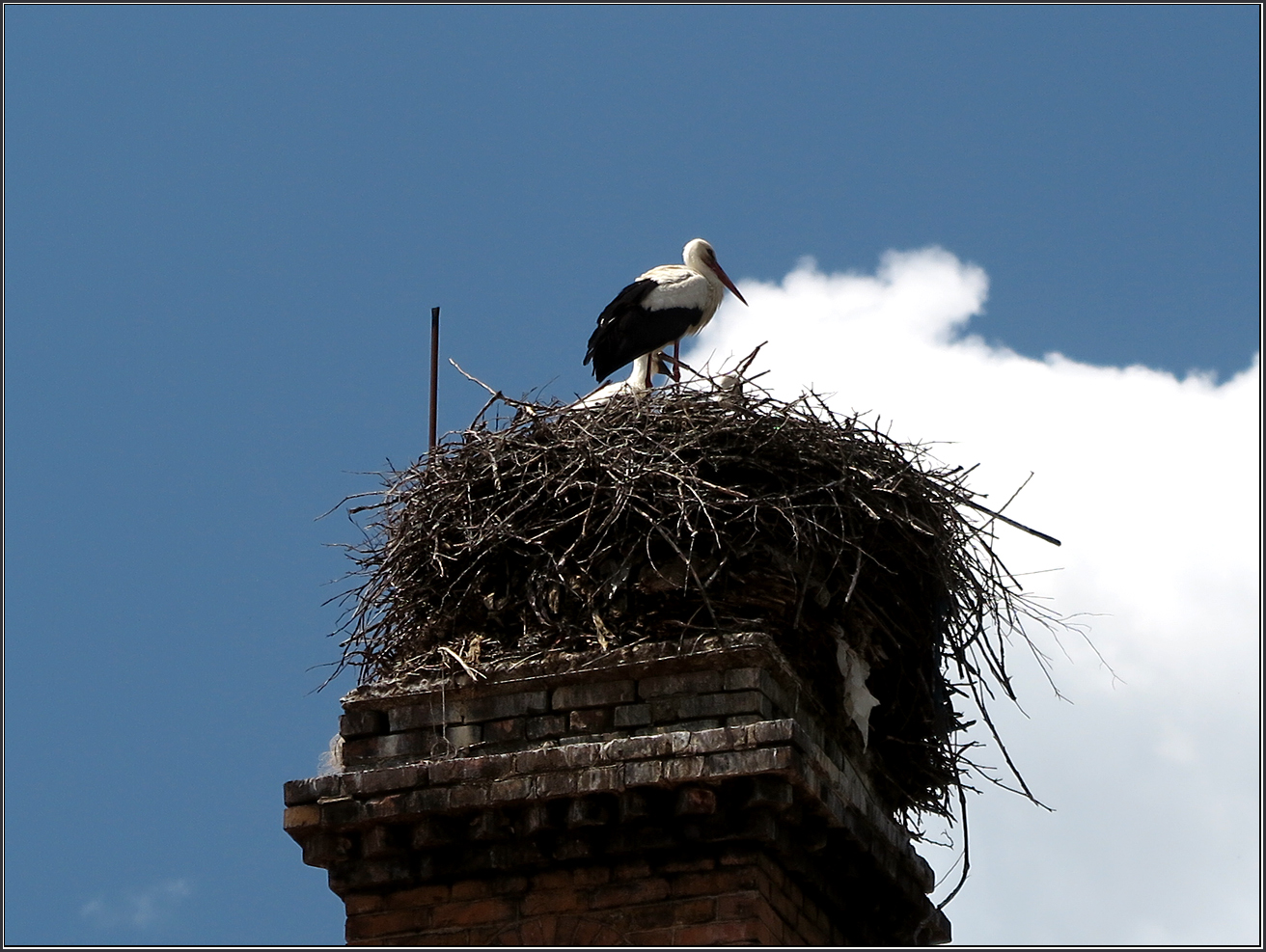 Storch -Trjawna - Bulgarien