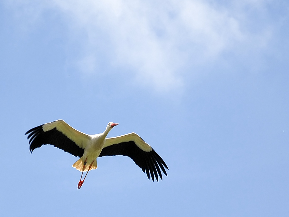 Storch über dem Taubergießen