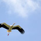 Storch über dem Taubergießen