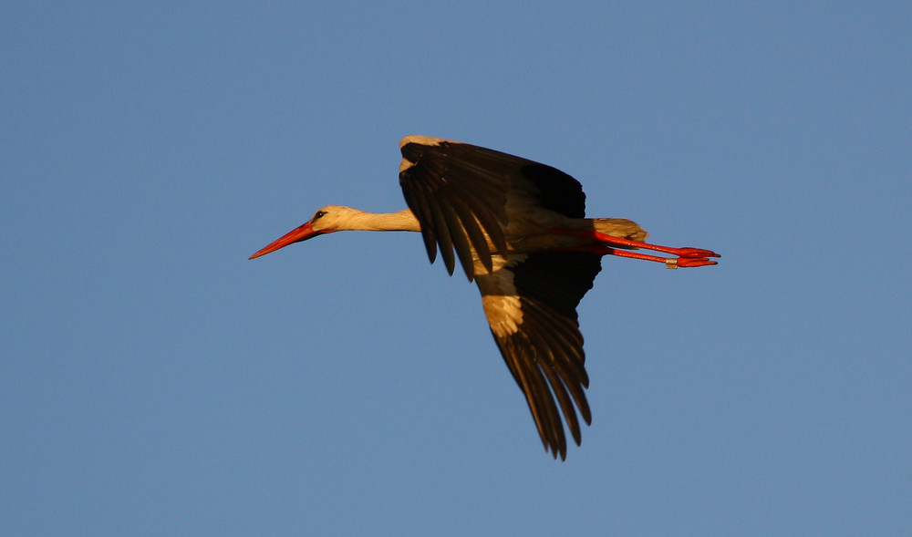 Storch über der Elbe