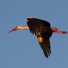 Storch über der Elbe