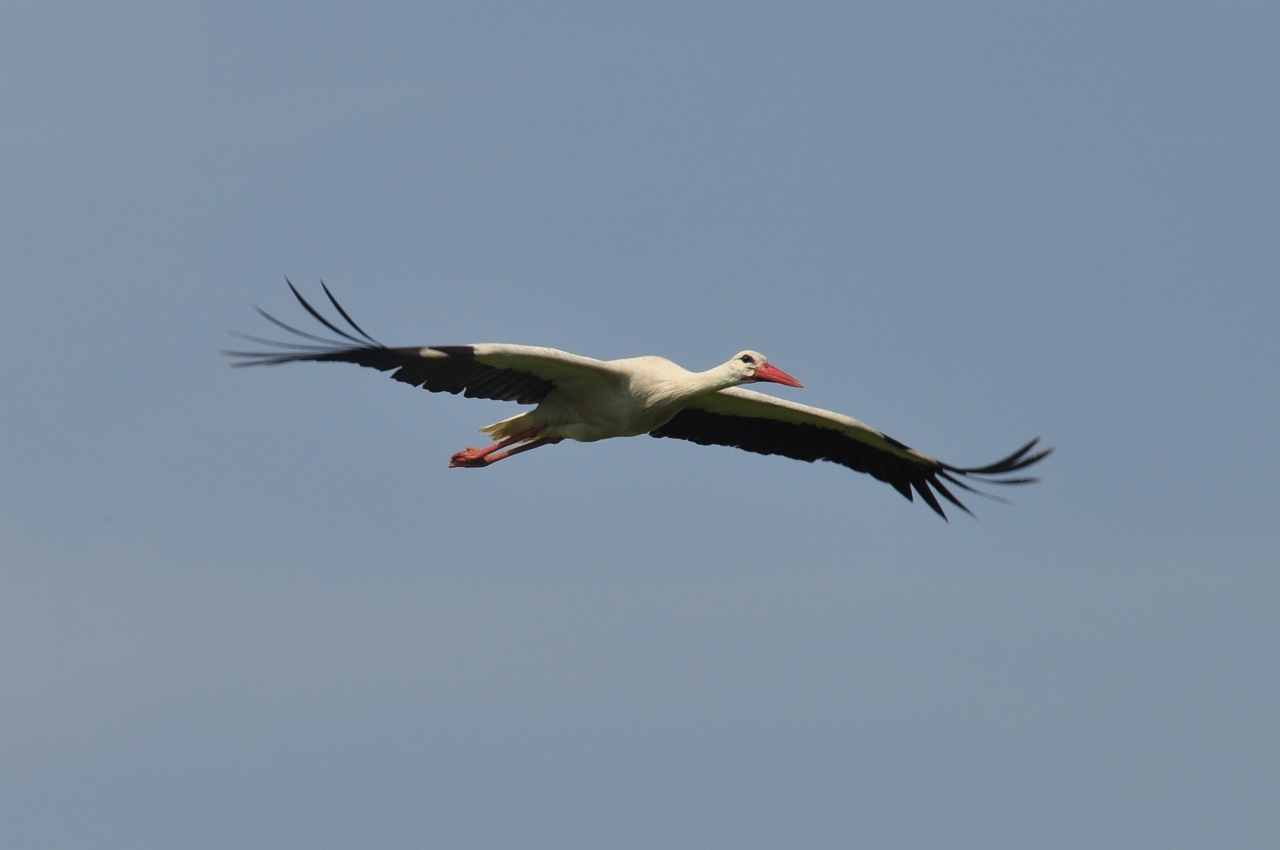 Storch über der Niederwerrieser Brücke