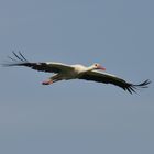 Storch über der Niederwerrieser Brücke