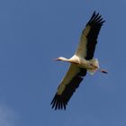 Storch über der Niederwerrieser Brücke in Hamm/Westfalen