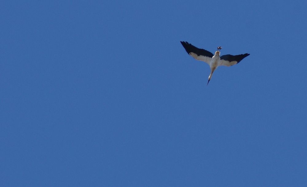 Storch über Hagen