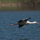 Storch Überflug Original