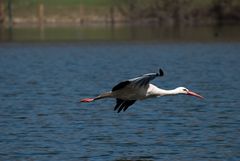 Storch Überflug Original