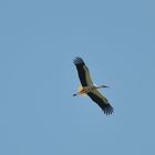 Storch überm Luisenpark in Mannheim