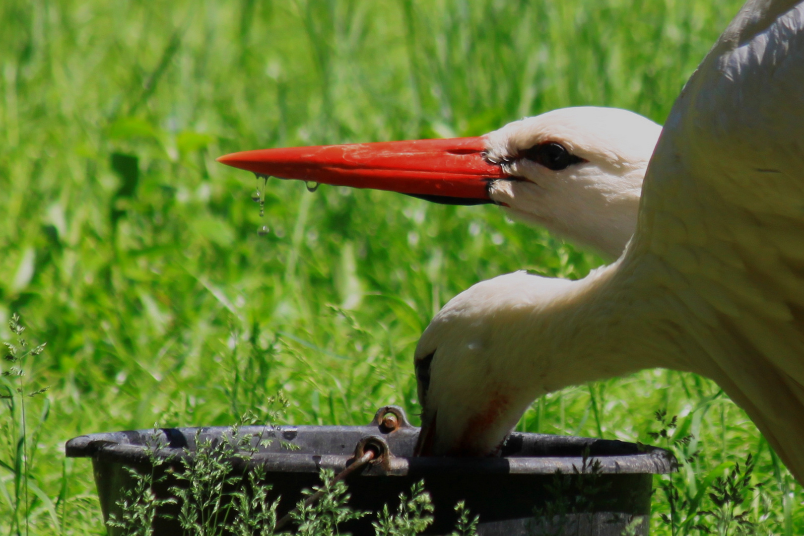 Storch und Durst