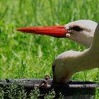 Storch und Durst