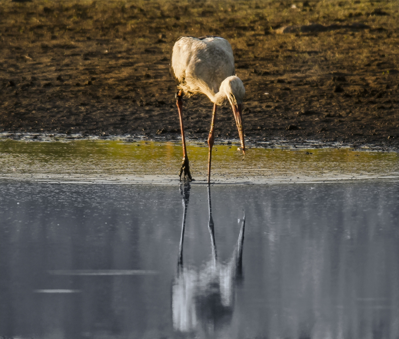 Storch und Jenseits