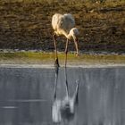 Storch und Jenseits