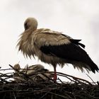 Storch und Junges - Bisschen nass geworden