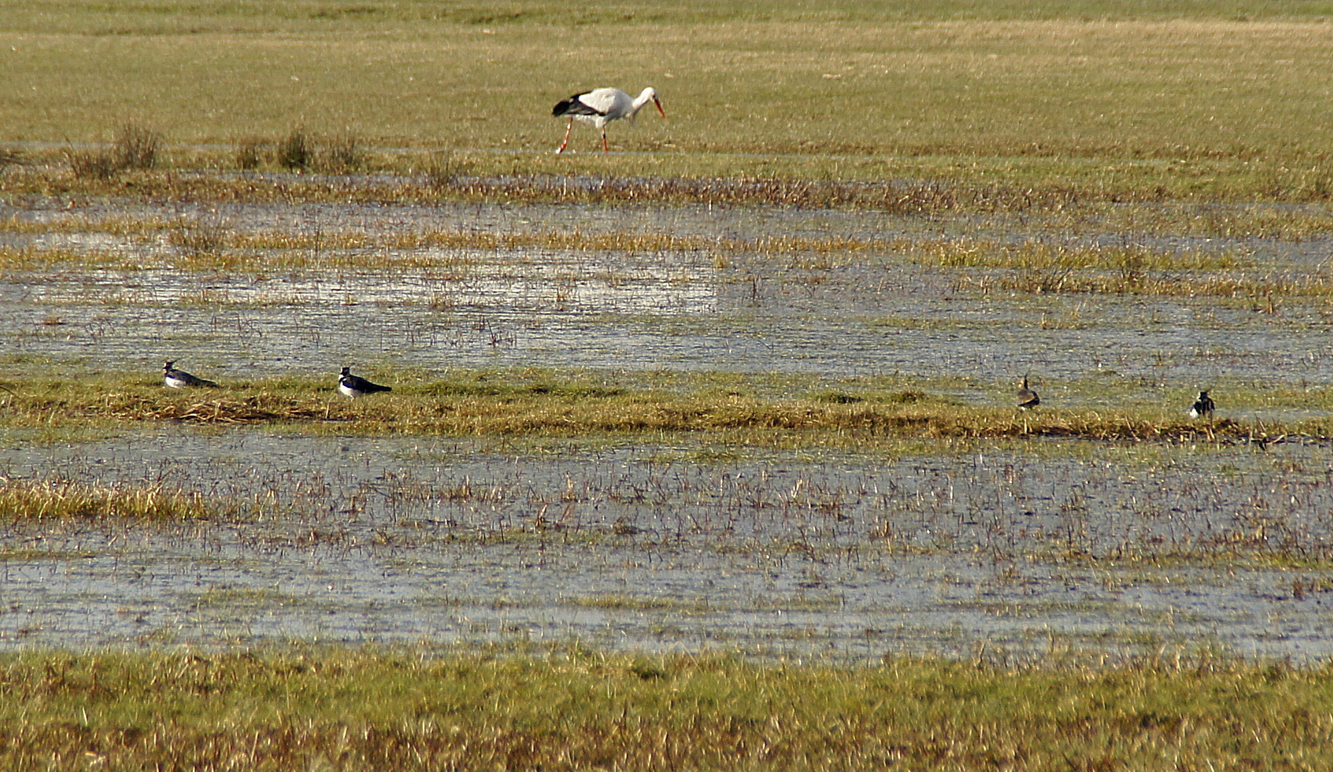 Storch und Kiebitze