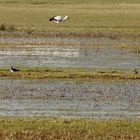 Storch und Kiebitze