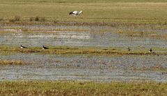 Storch und Kiebitze