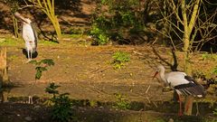 Storch und Marabu 1