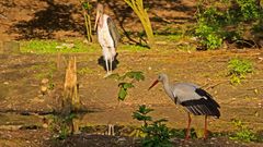 Storch und Marabu 2