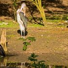 Storch und Marabu 3