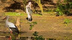 Storch und Marabu 3