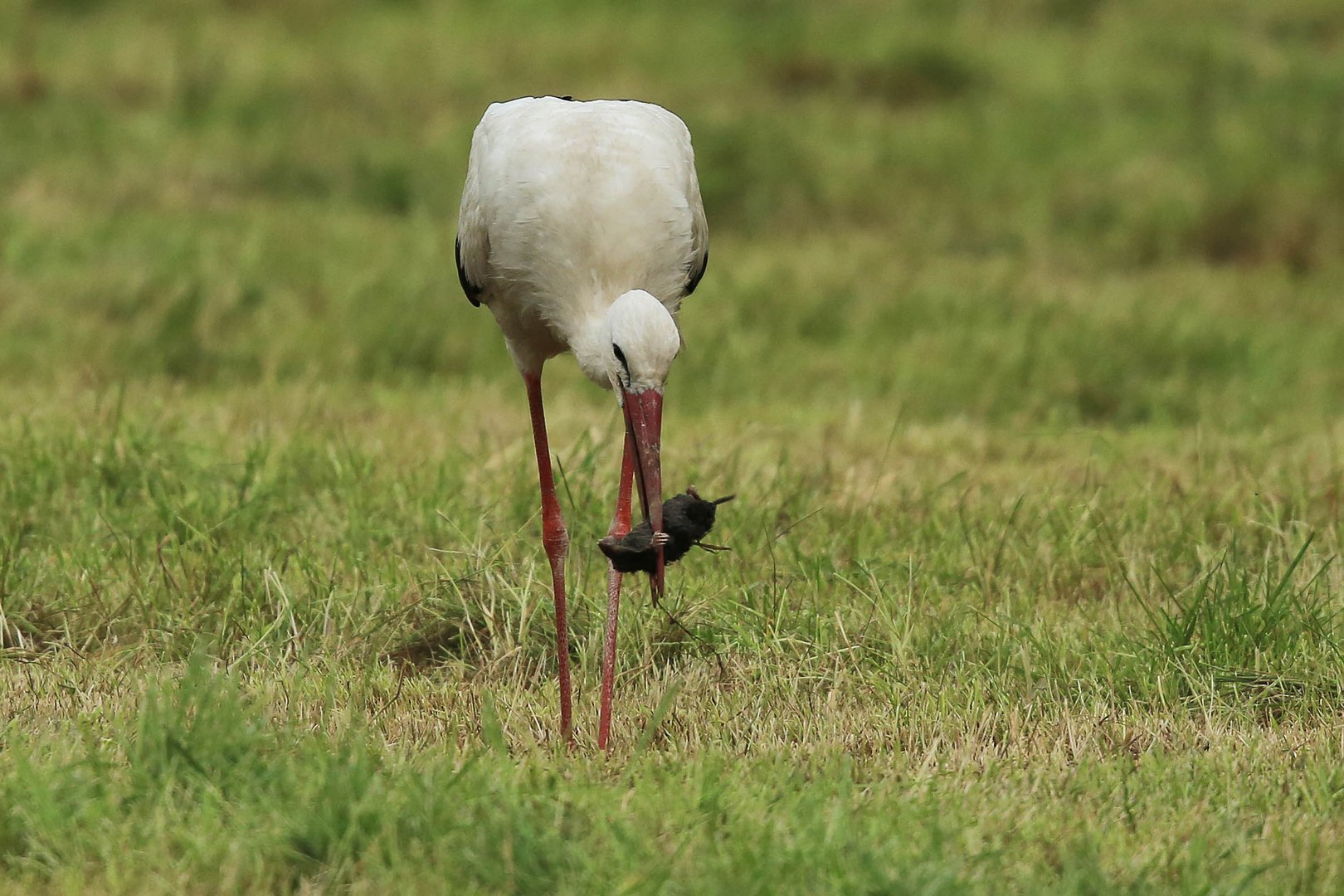 Storch und Maulwurf - das Festhalten mit der Schaufel am Schnabel ein vergeblicher Hoffnungsschimmer